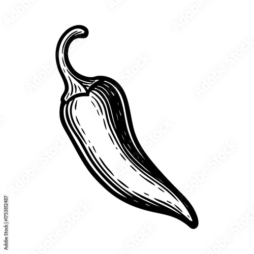 Vintage black and white vector illustration of a chili pepper, engraved style vegetable drawing for organic, vegan, or farm-to-table design projects
