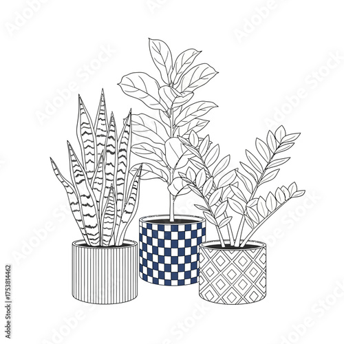 Three potted houseplants illustration isolated on white background sansevieria trifasciata, ficus lyrata and zamioculcas zamiifolia in decorative pots indoor plants line art drawing