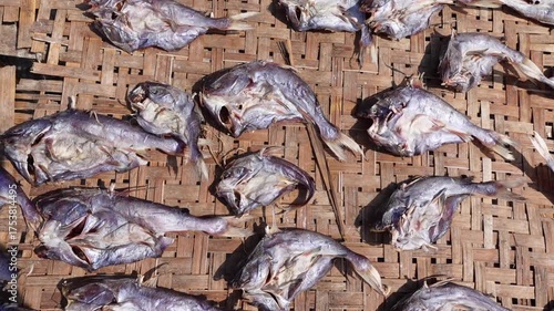 Raw sea fish is extracted and dried in the open air and sunlight at Sundarbans khulna District.