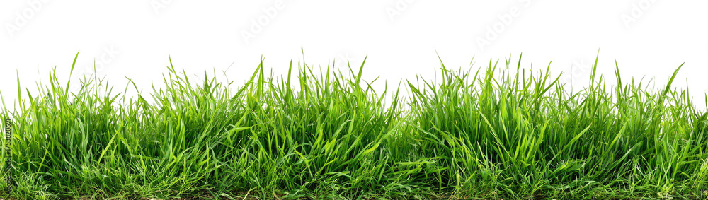 Fototapeta premium Lush green grass field against black background