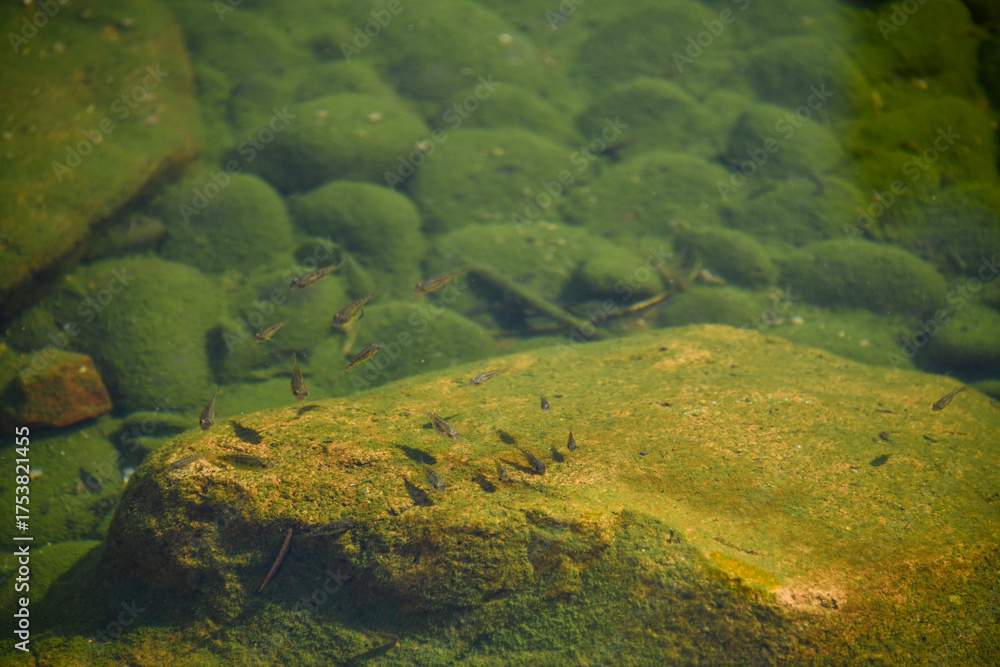 Obraz premium h2o, 네이처, 바다, 강, 호수, 물속, 돌, green, 개울, 물고기, 바닥, 맑은, 경관, 바위