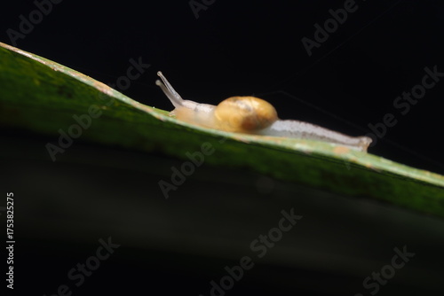 Wallpaper Mural The snail in the image is most likely an amber snail, species Succinea putris. This snail has several main characteristics: Torontodigital.ca