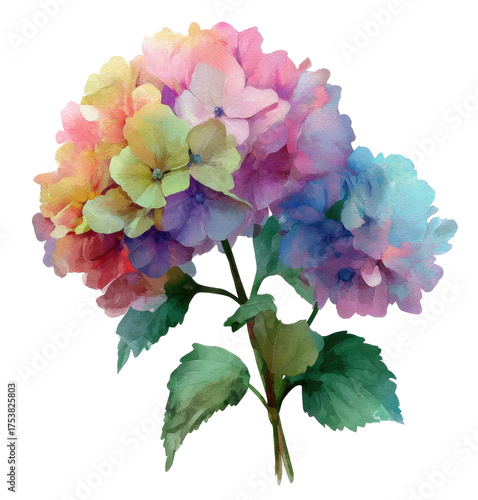 pink hydrangea flowers