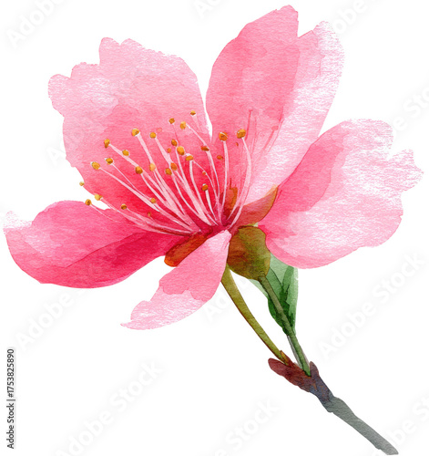 pink rose isolated on white background