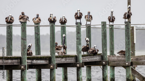 pelicans on the fence