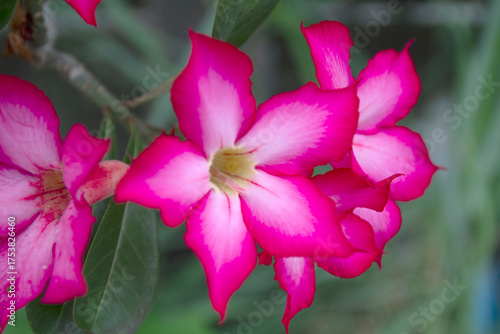 The pink desert rose or adenium blooms beautifully in the garden.