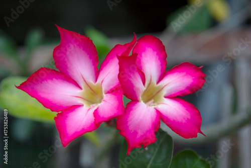 Beautiful Adenium flowers in a pot