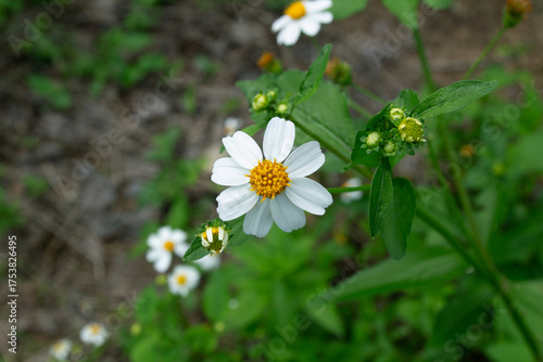 White flowers in a green garden