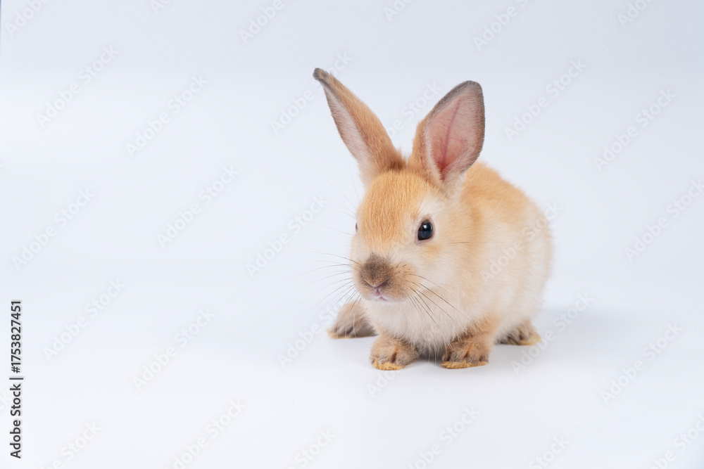 Obraz premium Cute light brown baby rabbit sitting on white background. Adorable pet bunny with fluffy fur, big ears, and innocent look. Perfect for Easter, animal themes, and pet-related content.