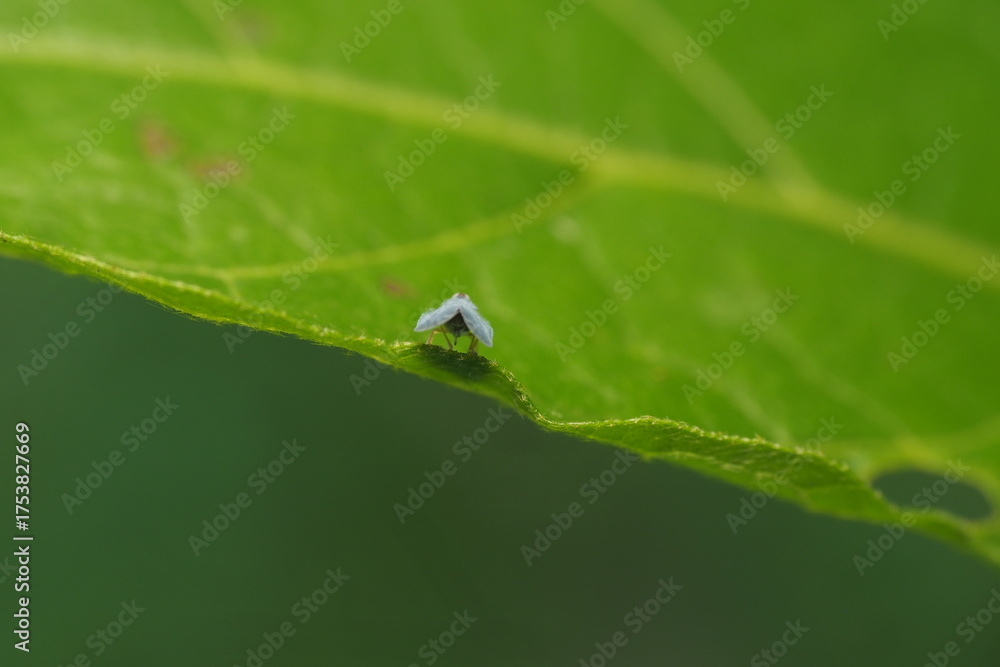 Fototapeta premium The insect in the picture is most likely a white-backed planthopper (genus&nbsp;Jacobiasca&nbsp;or similar).&nbsp;