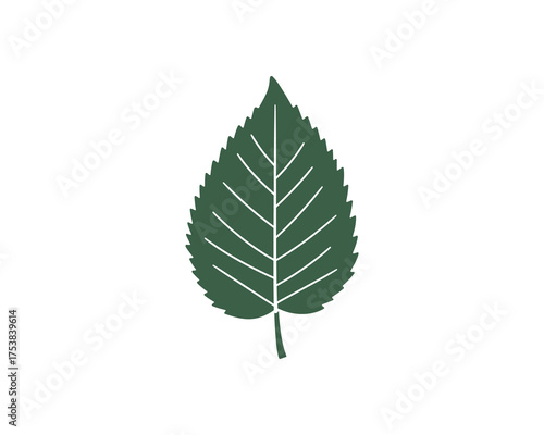 Green aspen leaf with veins. Vector Illustration.