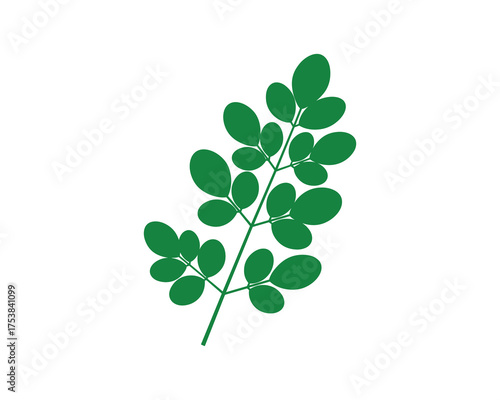 Moringa Oleifera Leaf Branch Vector Illustration