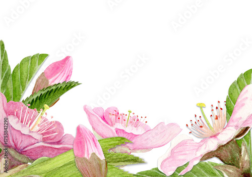 Pink sakura flowers, green leaves watercolor corner composition isolated on white. Spring floral design perfect for invitations, cards, packaging, Japanese themes, botanical backgrounds, pastel tones.