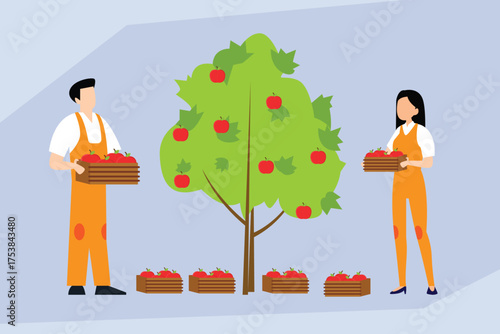 Male and female farm workers harvesting apples from a tree into wooden crates 2d flat vector illustrations
