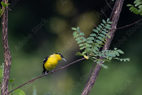A vibrant yellow and black Common iora perched gracefully on a slender branch against a soft green background. The bird showcasing its bright and delicate details.