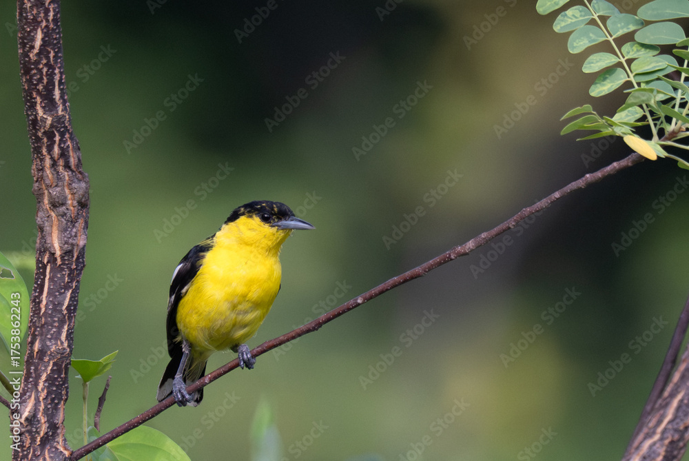 Fototapeta premium A vibrant yellow and black Common iora perched gracefully on a slender branch against a soft green background. The bird showcasing its bright and delicate details.