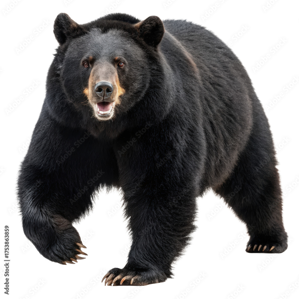 Fototapeta premium Scary black bear in running motion png black bear png running bear png wild bear png aggressive bear png wildlife png transparent background image