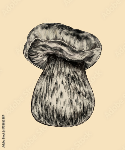 Artistic Retro botanical drawing of edible mushroom. Vintage black and white botanical illustration of a porcini mushroom showing detailed texture of the cap and stem drawn in ink on paper