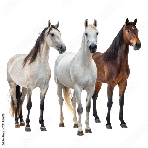 Set of horses png horses png horse animals png equine png running horses png farm horses png transparent background image