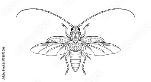 An intricate illustration of a longhorn beetle in flight with its wings spread wide.