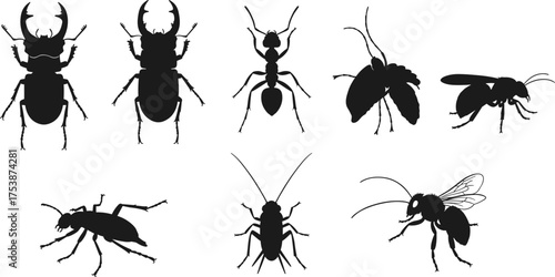  Insect silhouette, beetle, ant, cockroach, moth, bee, flying insect, black vector, white background, entomology, bug anatomy, educational design