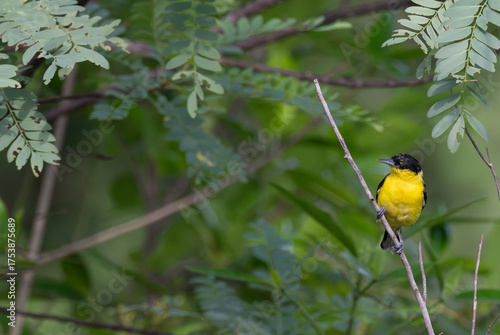 A vibrant yellow and black Common iora perched gracefully on a slender branch against a soft green background. The bird showcasing its bright and delicate details.
