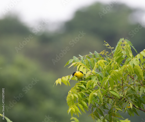 A vibrant yellow and black Common iora perched gracefully on a slender branch against a soft green background. The bird showcasing its bright and delicate details.