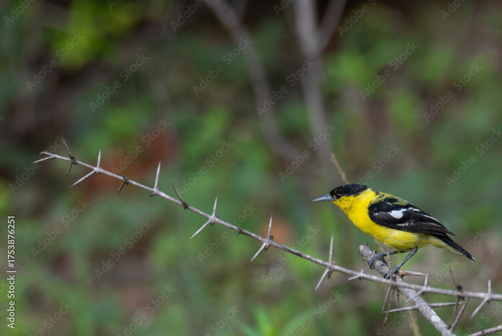Naklejka premium A vibrant yellow and black Common iora perched gracefully on a slender branch against a soft green background. The bird showcasing its bright and delicate details.