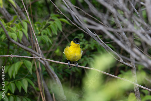 A vibrant yellow and black Common iora perched gracefully on a slender branch against a soft green background. The bird showcasing its bright and delicate details.