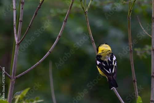 A vibrant yellow and black Common iora perched gracefully on a slender branch against a soft green background. The bird showcasing its bright and delicate details.