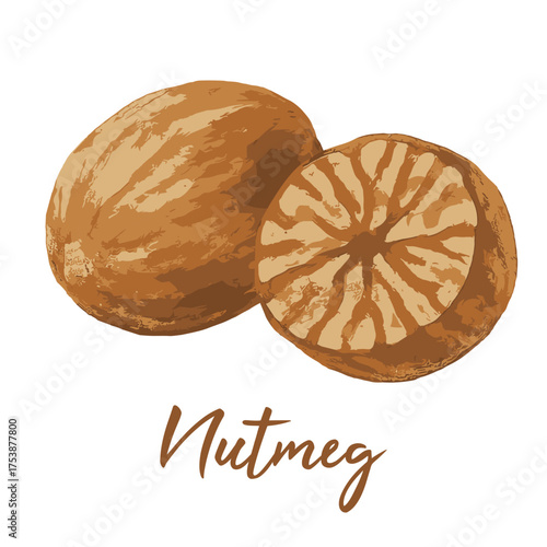 nutmeg spices in watercolor illustration style, isolated vector on white background