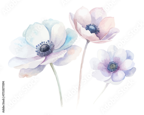 Anemone Watercolor Flowers Set with Soft Colors isolated on white background