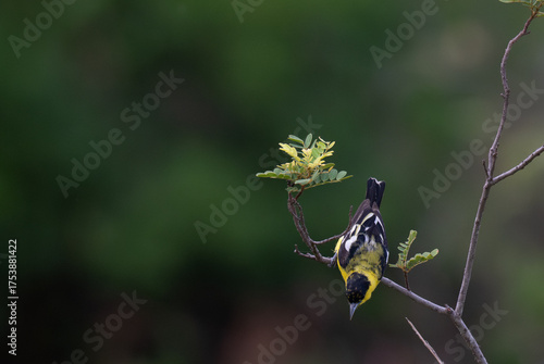 A vibrant yellow and black Common iora perched gracefully on a slender branch against a soft green background. The bird showcasing its bright and delicate details.