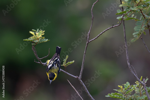 A vibrant yellow and black Common iora perched gracefully on a slender branch against a soft green background. The bird showcasing its bright and delicate details.