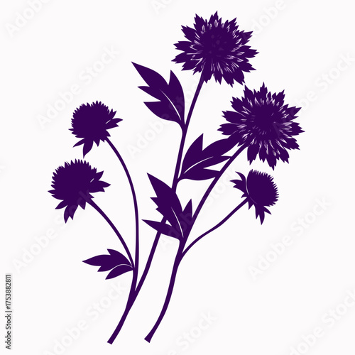 knautia macedonia dark violet silhouette vector on white background