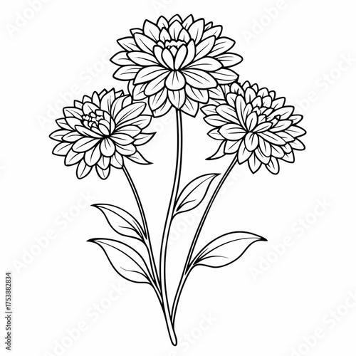  knautia macedonica widow line art vector on white background