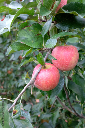 Crisp Pink Apples Ready For Harvest
