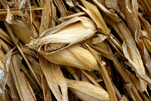 Dried Corn Husks