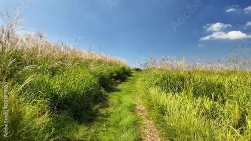 風に揺れる阿蘇のススキ
