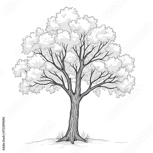 Detailed black and white illustration of a mature tree with full foliage in summer