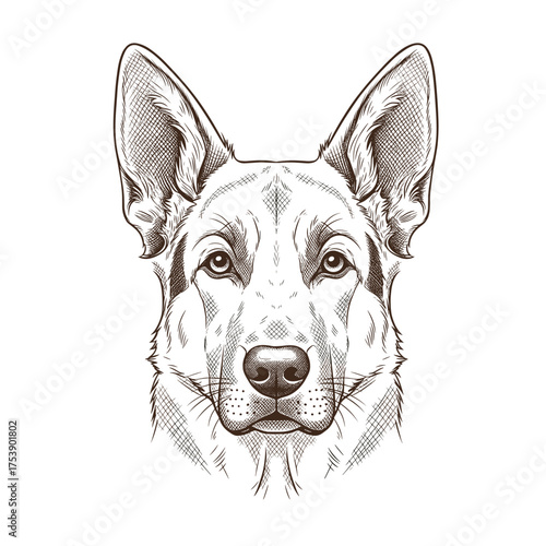Detailed sketch of a german shepherd dog head with expressive eyes and attentive ears