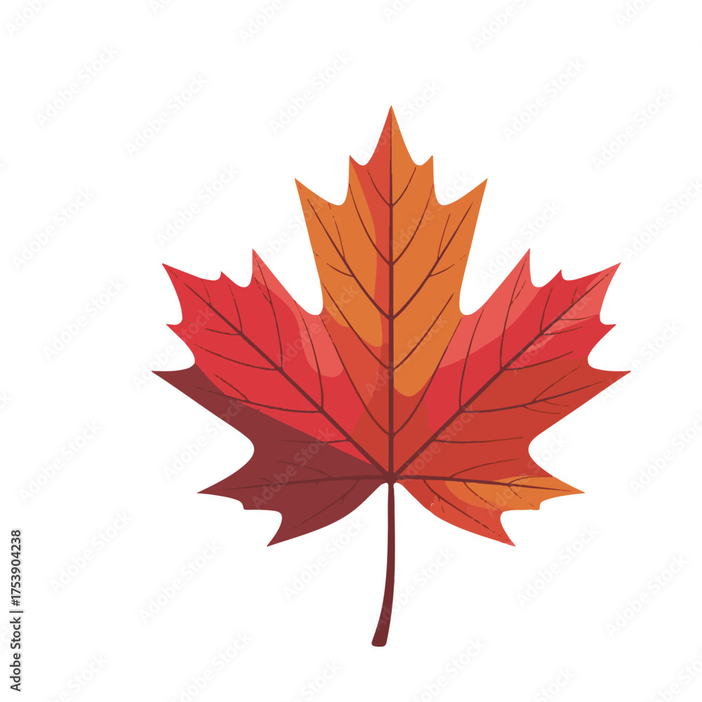 Fototapeta premium autumn maple leaf