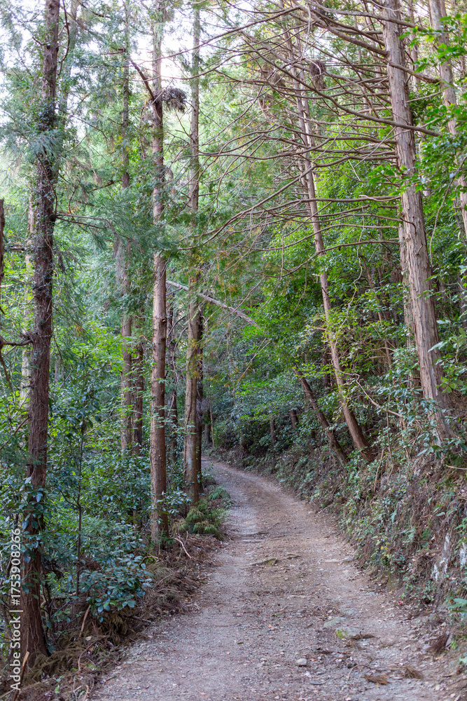 Fototapeta premium 山登りする小さな道