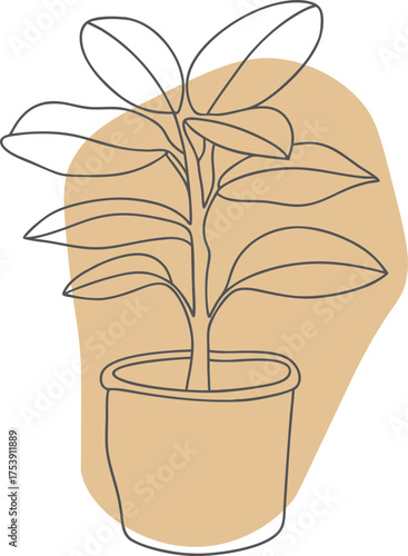 Potted plant with broad leaves and abstract background