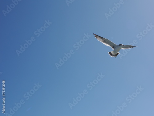 空飛ぶカモメ