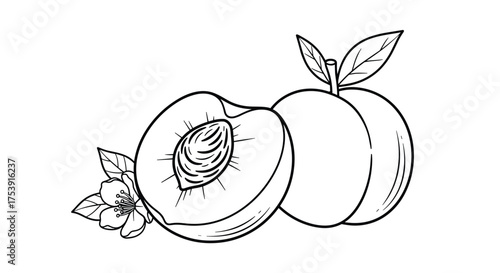 Illustration of a ripe peach cut in half revealing its seed and a whole peach with leaves and a flower.