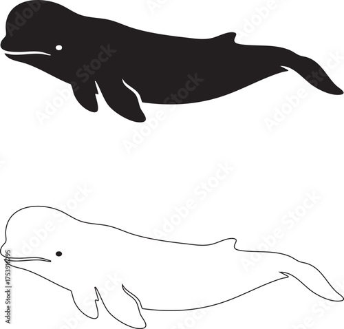 Beluga Whale Marine Mammal Silhouette and Outline Vector