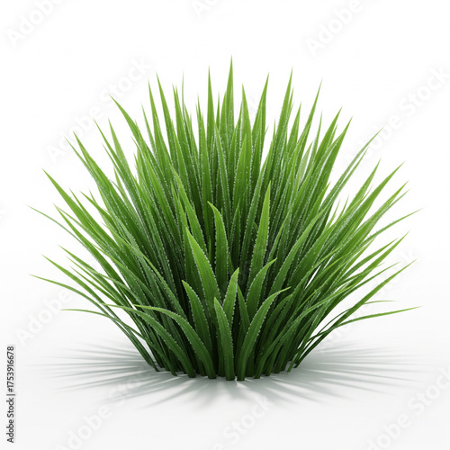 A vibrant green clump of ornamental grass with sharp pointed leaves casting a subtle shadow on a clean white background isolated on white background