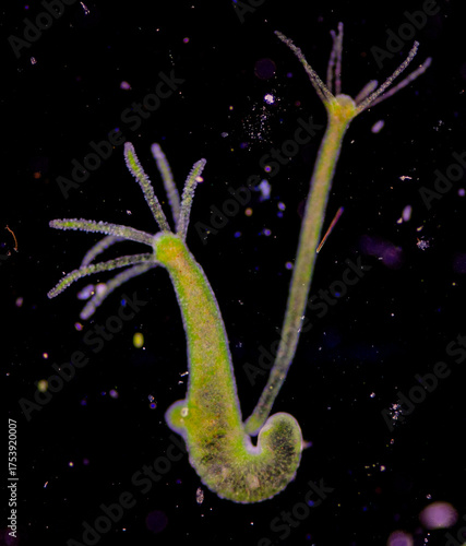 Hydra is a genus of small, fresh-water animals of the phylum Cnidaria and class Hydrozoa under the microscope for education.