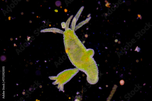 Hydra is a genus of small, fresh-water animals of the phylum Cnidaria and class Hydrozoa under the microscope for education.